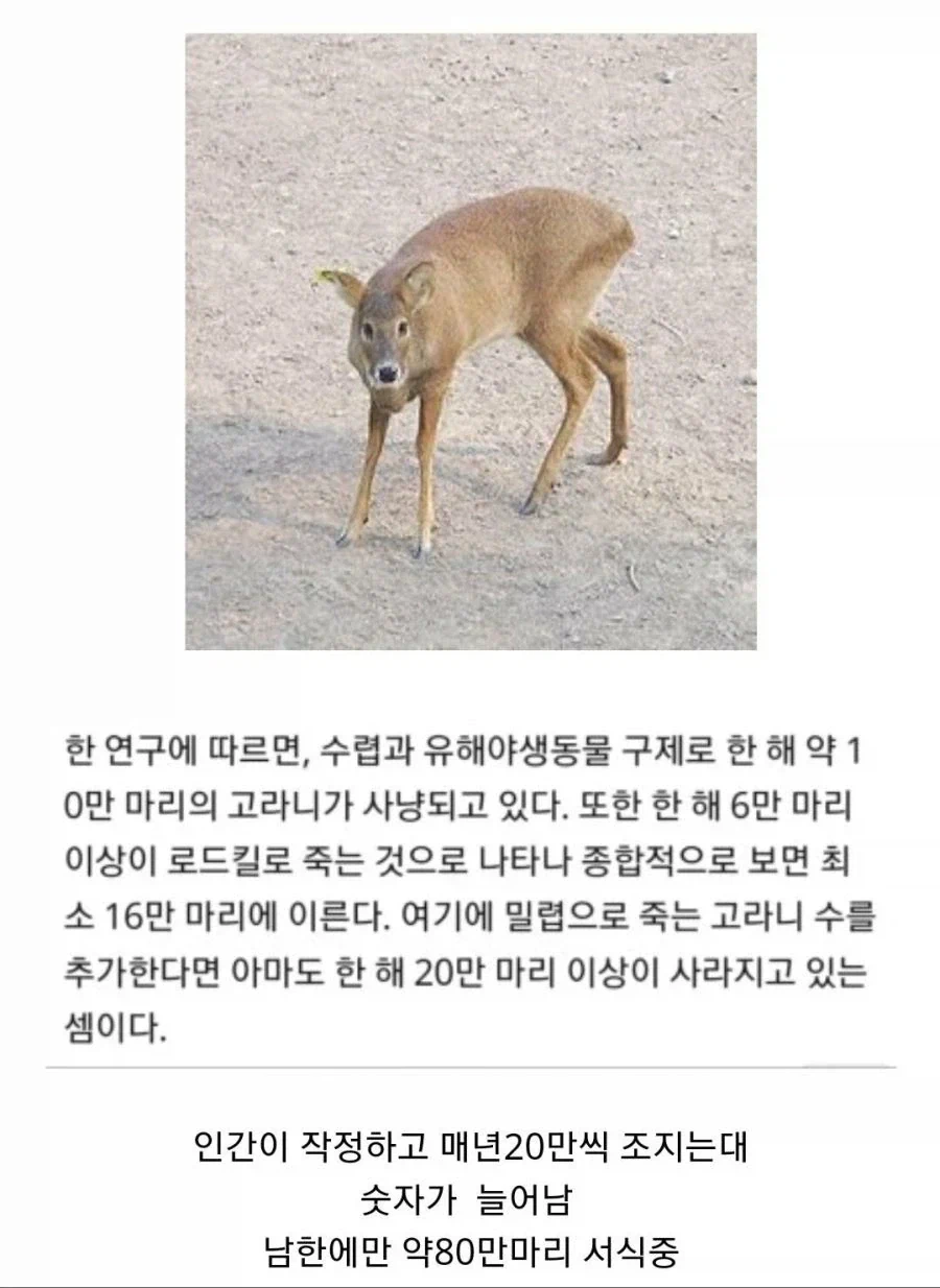 한국에서만 한해 20만마리 사라지는 세계 멸종위기종 동물