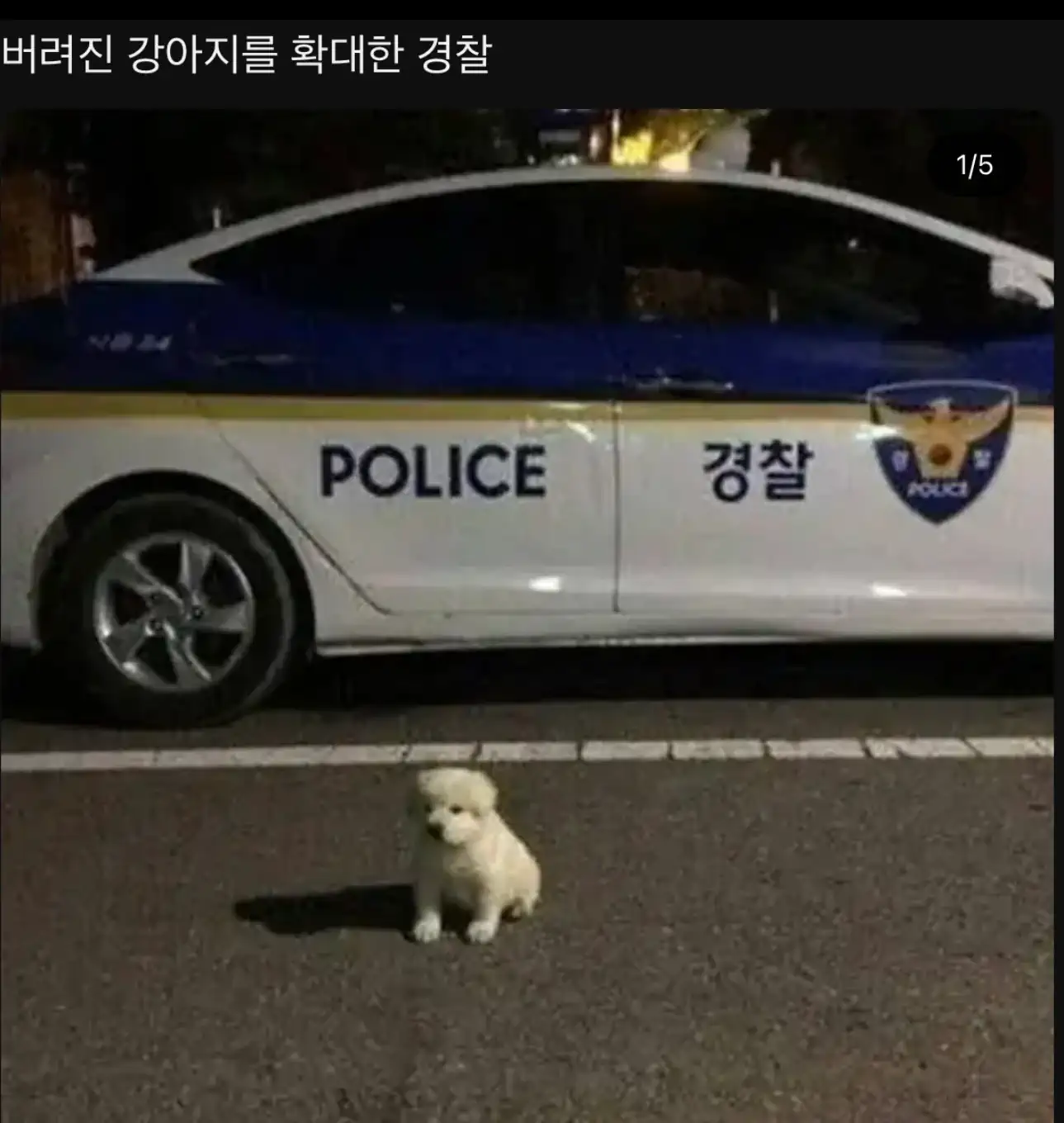 버려진 강아지를 확대한 경찰