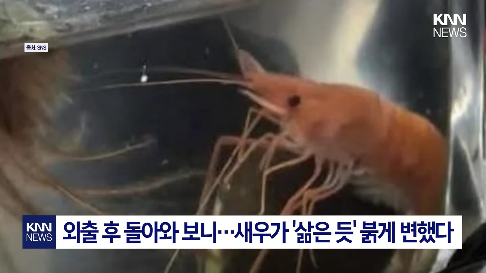 폭염으로 반려새우가 새우구이됨