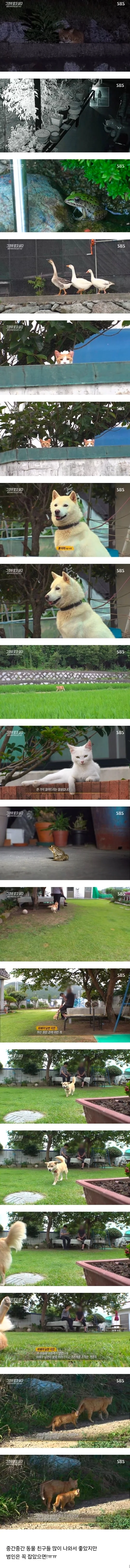 거의 동물농장이었다는 어제자 그알.jpg