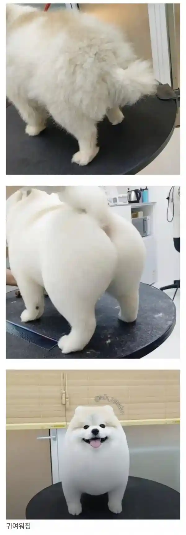비싼 돈주고 댕댕이 미용하는 이유