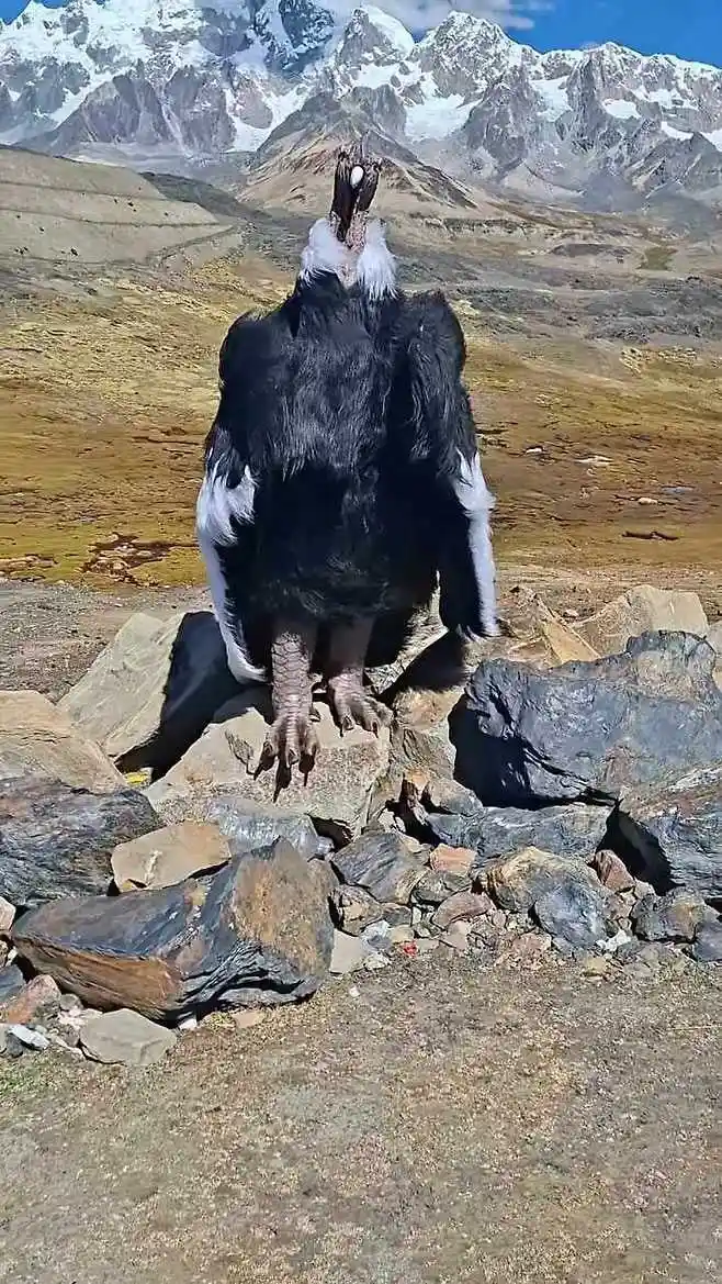 독수리 실제크기