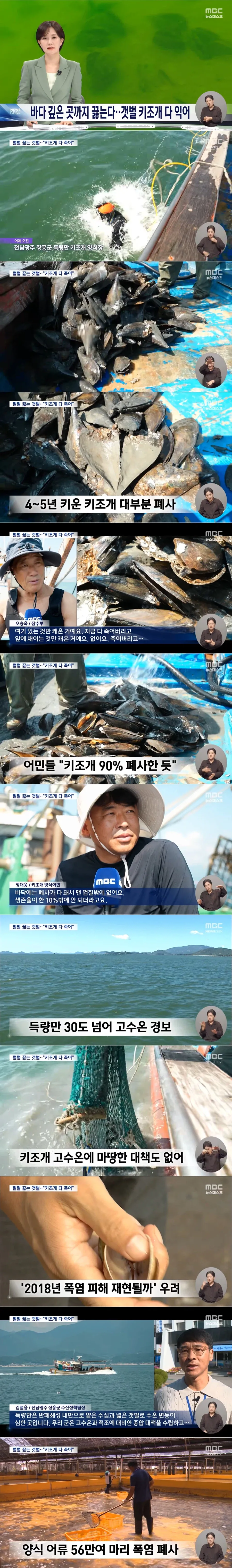 폭염에 10m 아래 펄 속까지 익어‥"키조개 다 죽어"