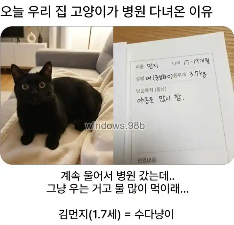 고양이가 병원 다녀온 이유