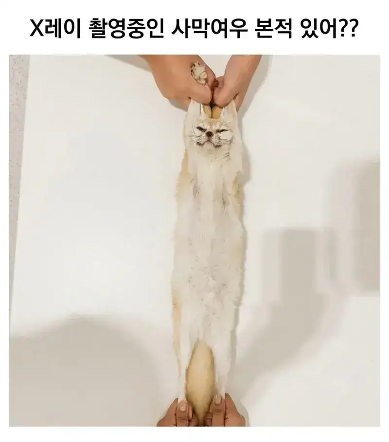 X레이 촬영중인 사막여우 본적 있어??
