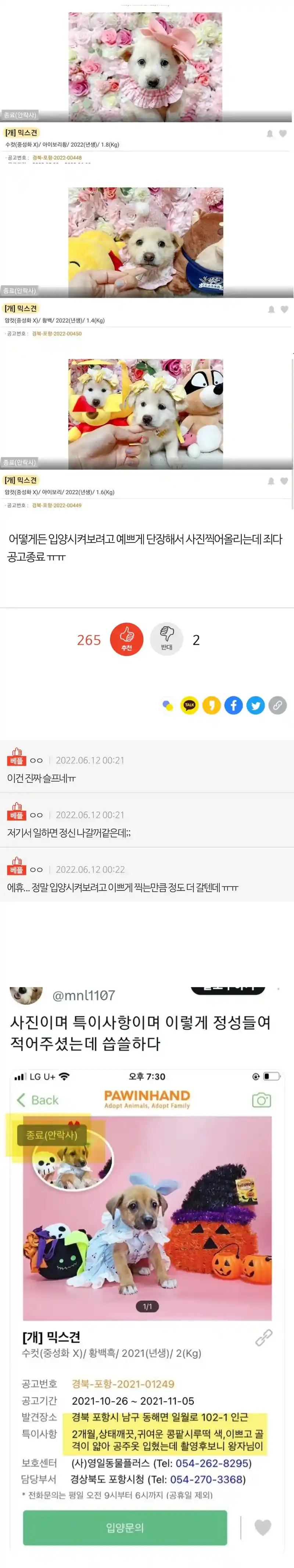 입양 가려고 꾸민 유기견들 ㅠㅠ.jpg