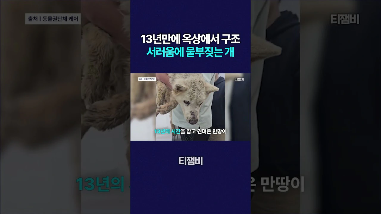 13년만에 옥상에서 구조되어 서러움에 울부짖는 강아지 만땅이