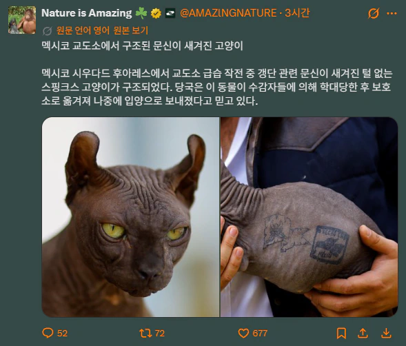멕시코 교도소에서 구출된 고양이
