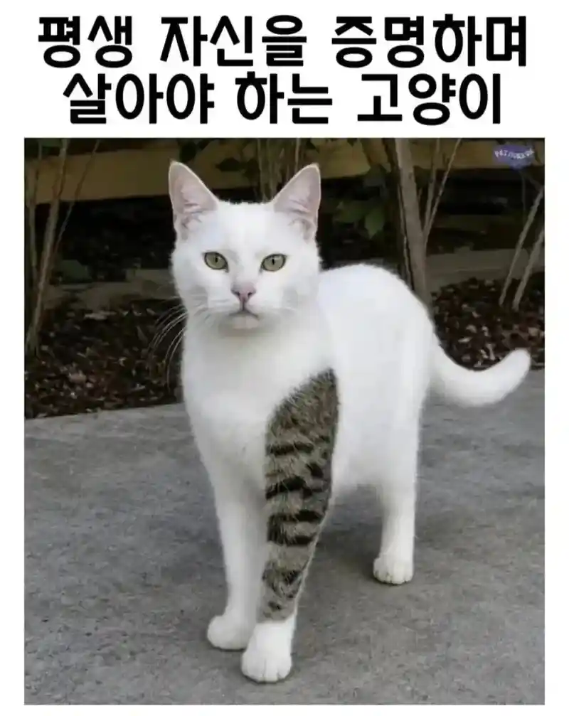 평생 자신을 증명하며 살아야 하는 고양이ㅋㅋㅋㅋㅋ