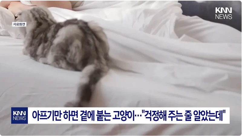 집사가 아프면 고양이가 곁에서 위로해주는 이유.news