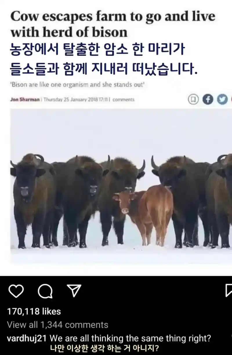 농장에서 탈출한 암소.jpg