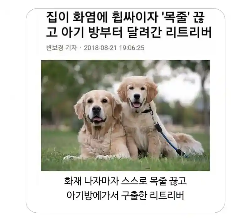 집 화재 났을때 동물들 반응.jpg