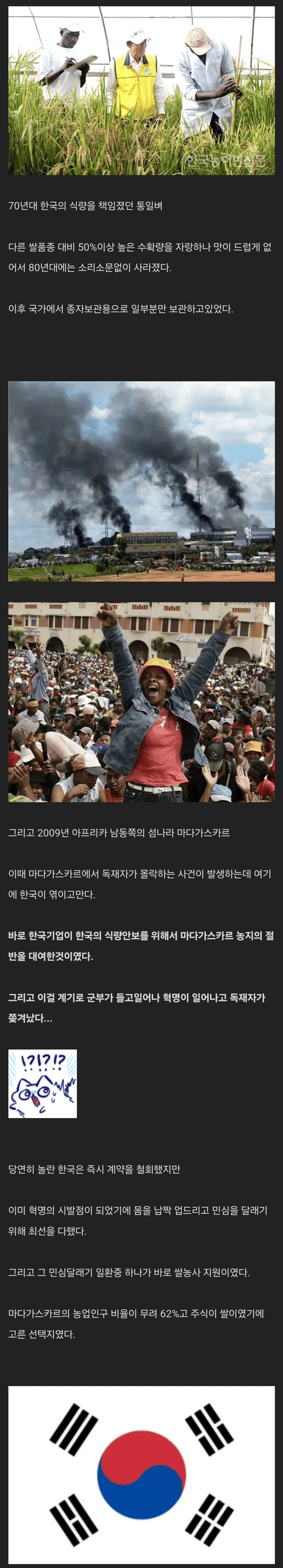 아프리카 사람들한테 한국 쌀 먹이기