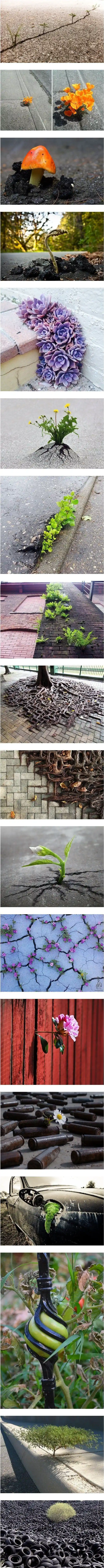 식물의 경이로운 생존력.