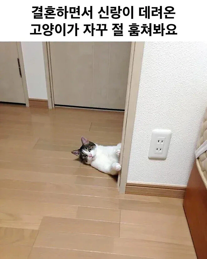 결혼하면서 신랑이 데리고 온 고양이가 자꾸 절 훔쳐봐요;;;.jpg