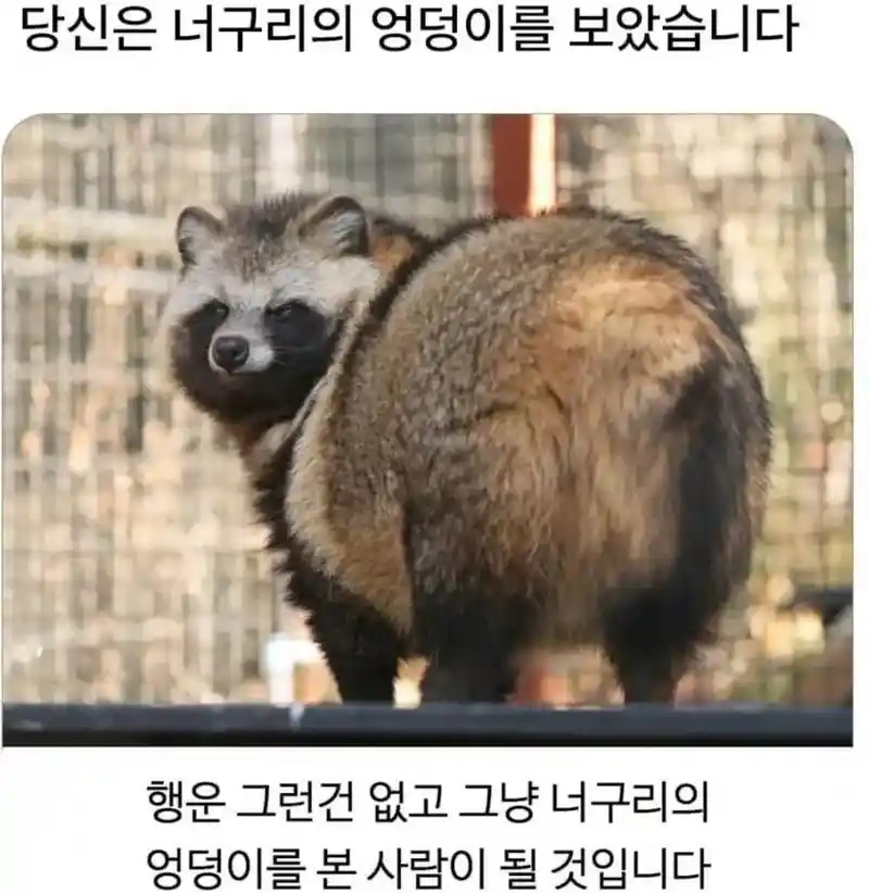 너구리엉덩이.jpg
