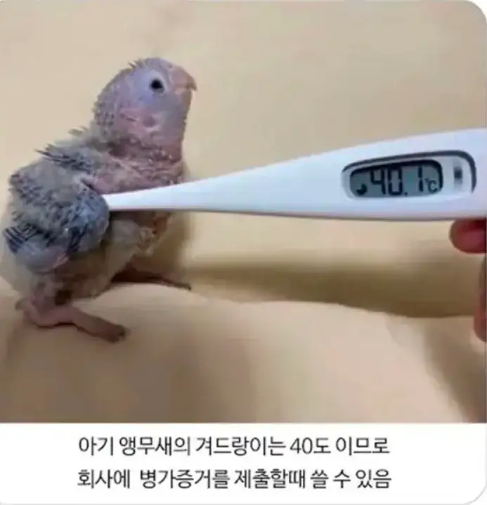 직장인들이 새끼앵무새를 키워야 되는 이유.JPG