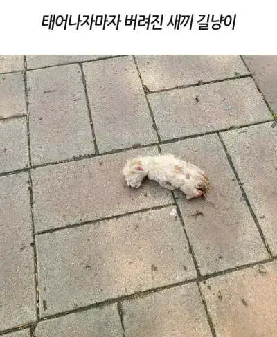 태어나자마자 버려진 새끼 길냥이