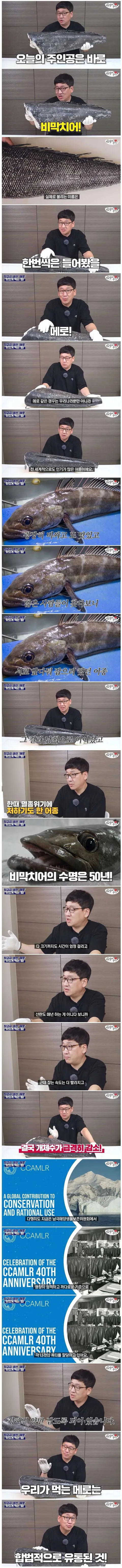 너무 맛있어서 멸종 위기에 빠졌던 생선
