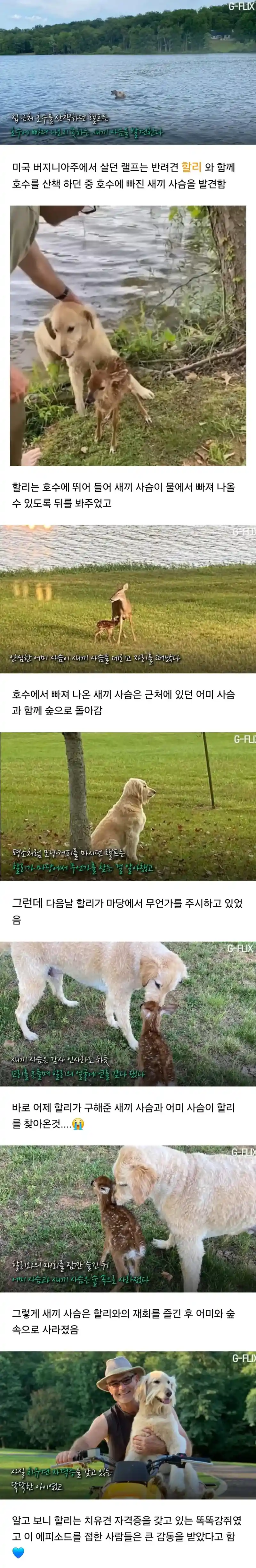 자신을 구해준 강아지를 찾아 온 새끼 사슴