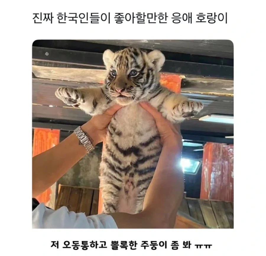진짜 한국인들이 좋아하는거.jpg