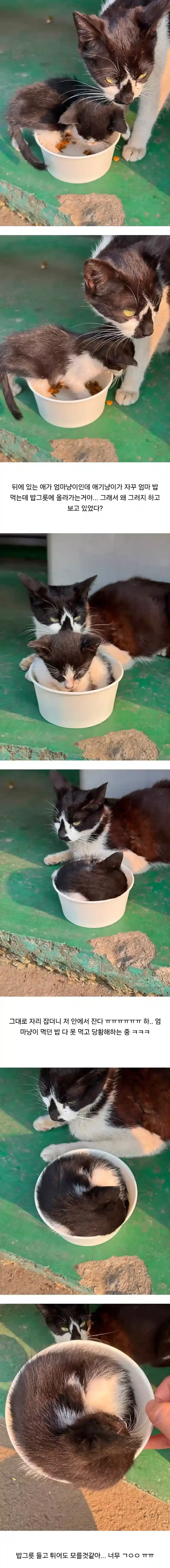 공장 고양이가 새끼 낳았는데.jpg