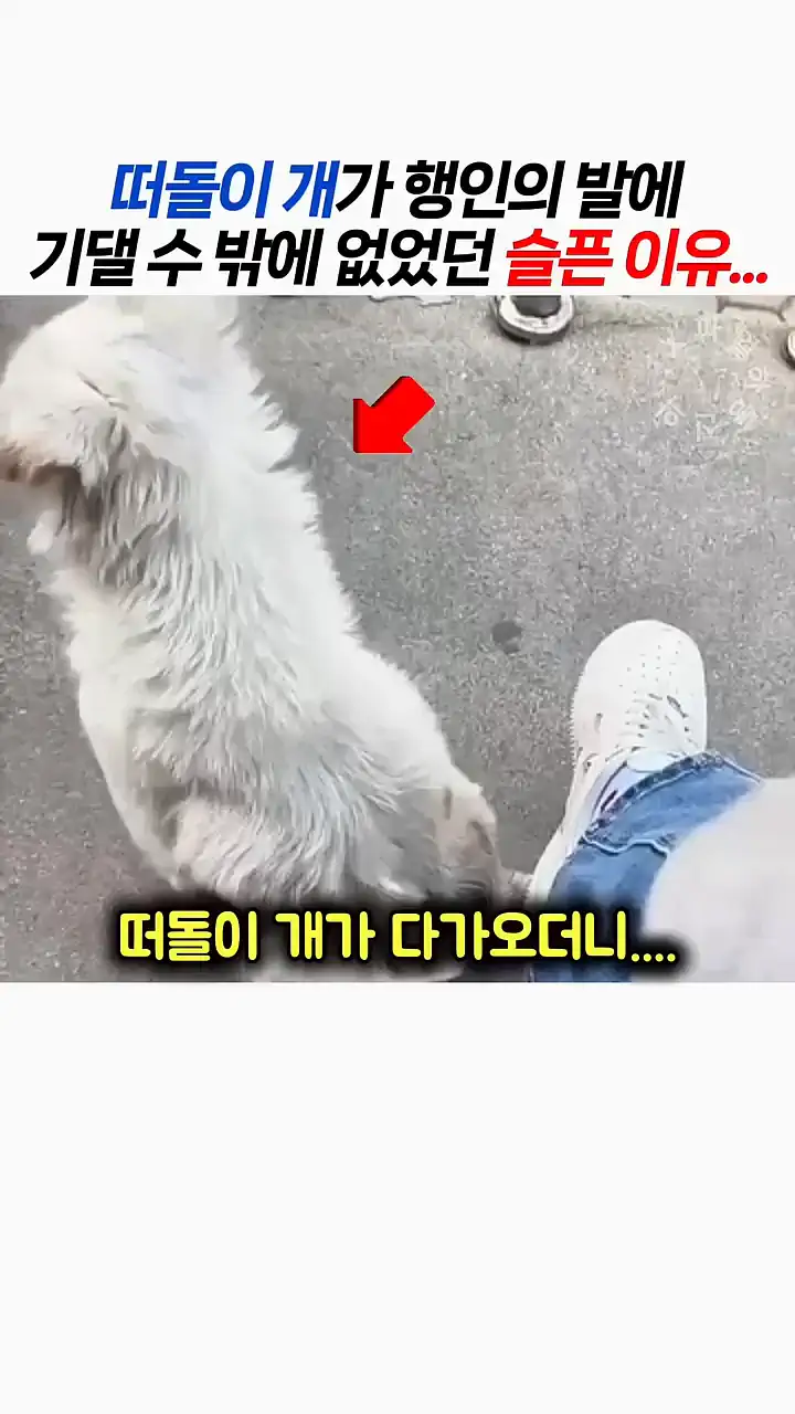 떠돌이 개가 행인 발에 기댄 이유