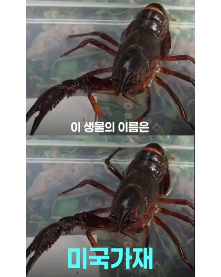 생태계 교란종인 미국가재 씨가 말라가는 중