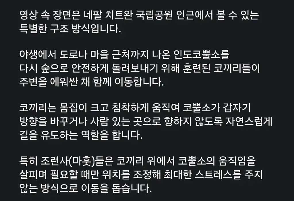 민가로 나온 야생 코뿔소와 평화롭게 사태 해결