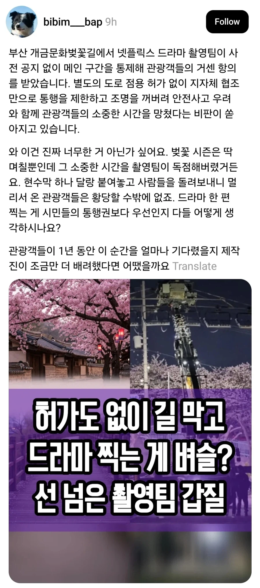 부산 벚꽃길 드라마 촬영팀 갑질 근황