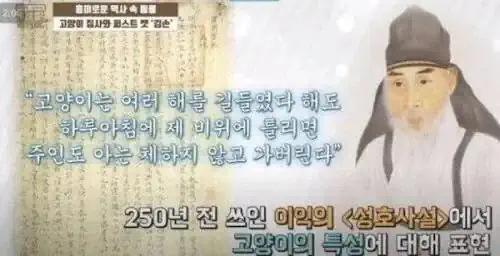 250년에 쓰여진 냥아치 특징