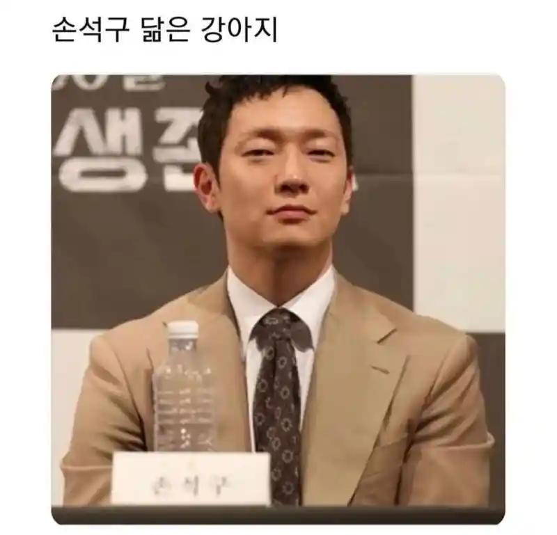 연예인 닮은 강아지 모음