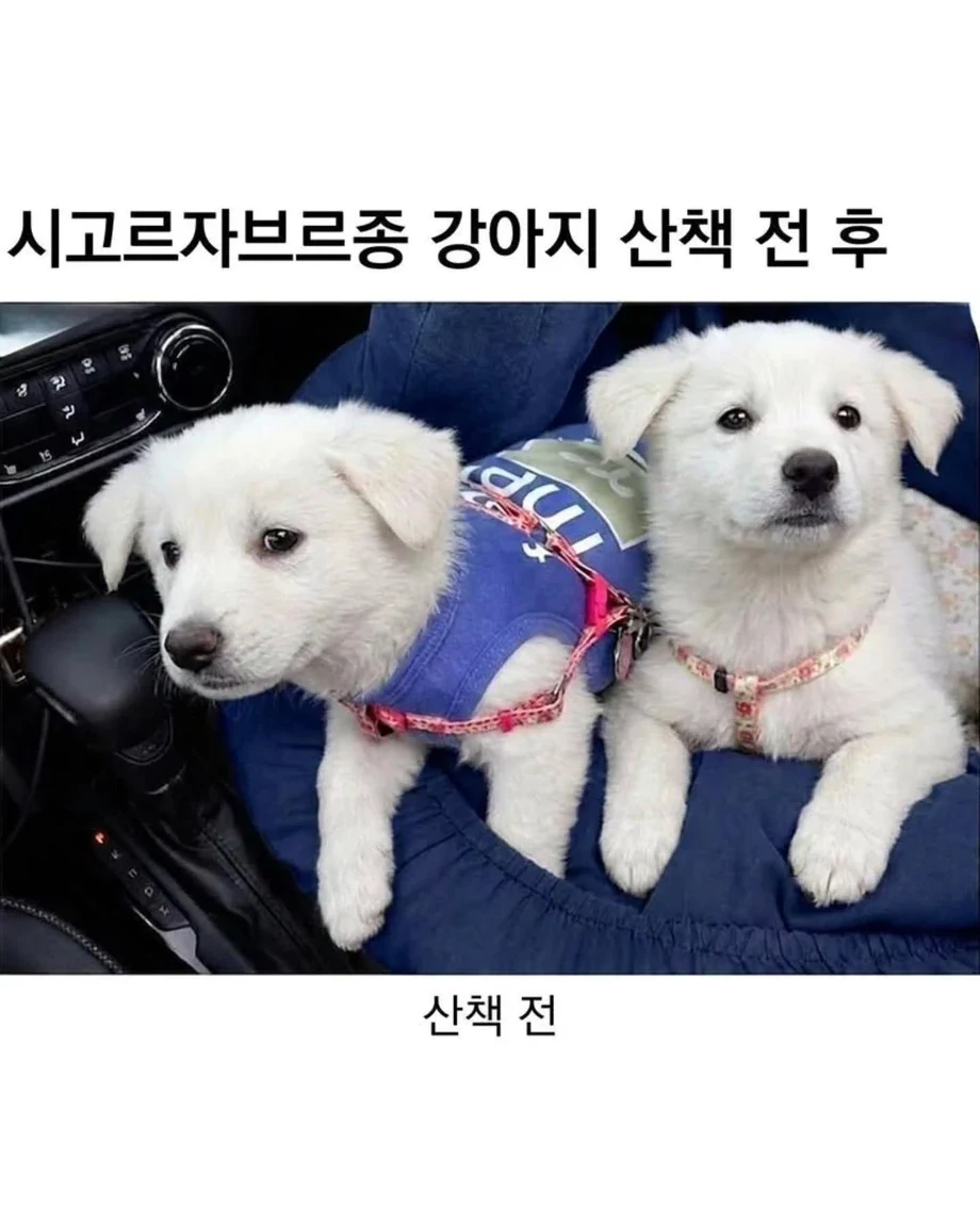 시고르자브르종 강아지 산책 전 후
