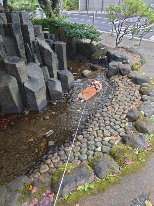 분명 산책 중이었습니다만