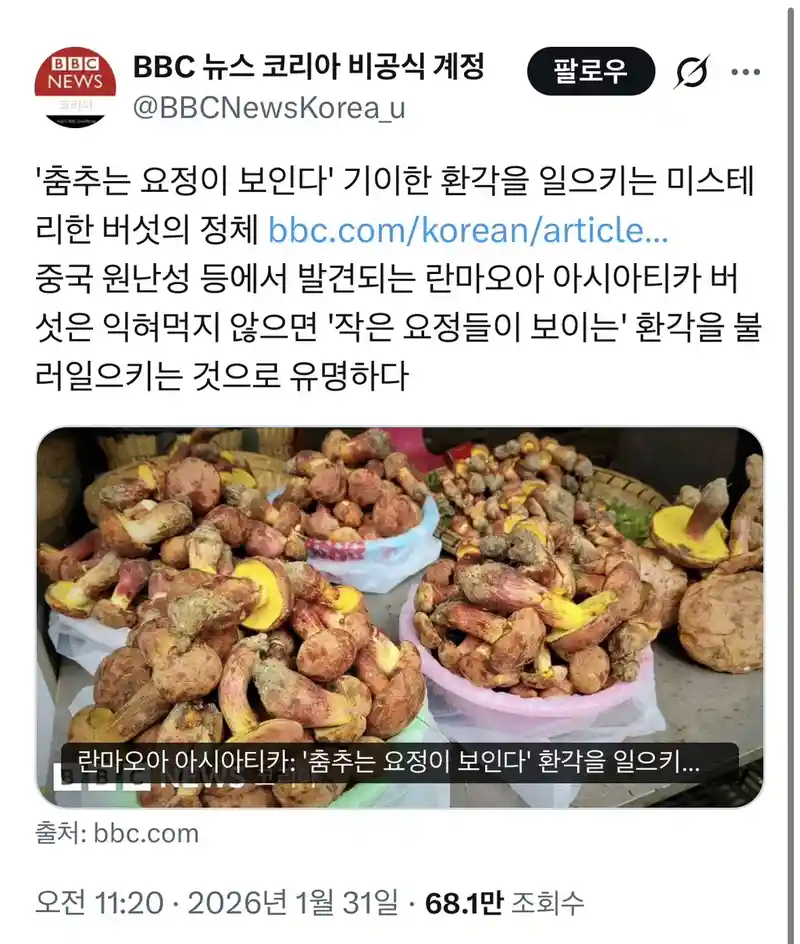 요정이 보이는 버섯