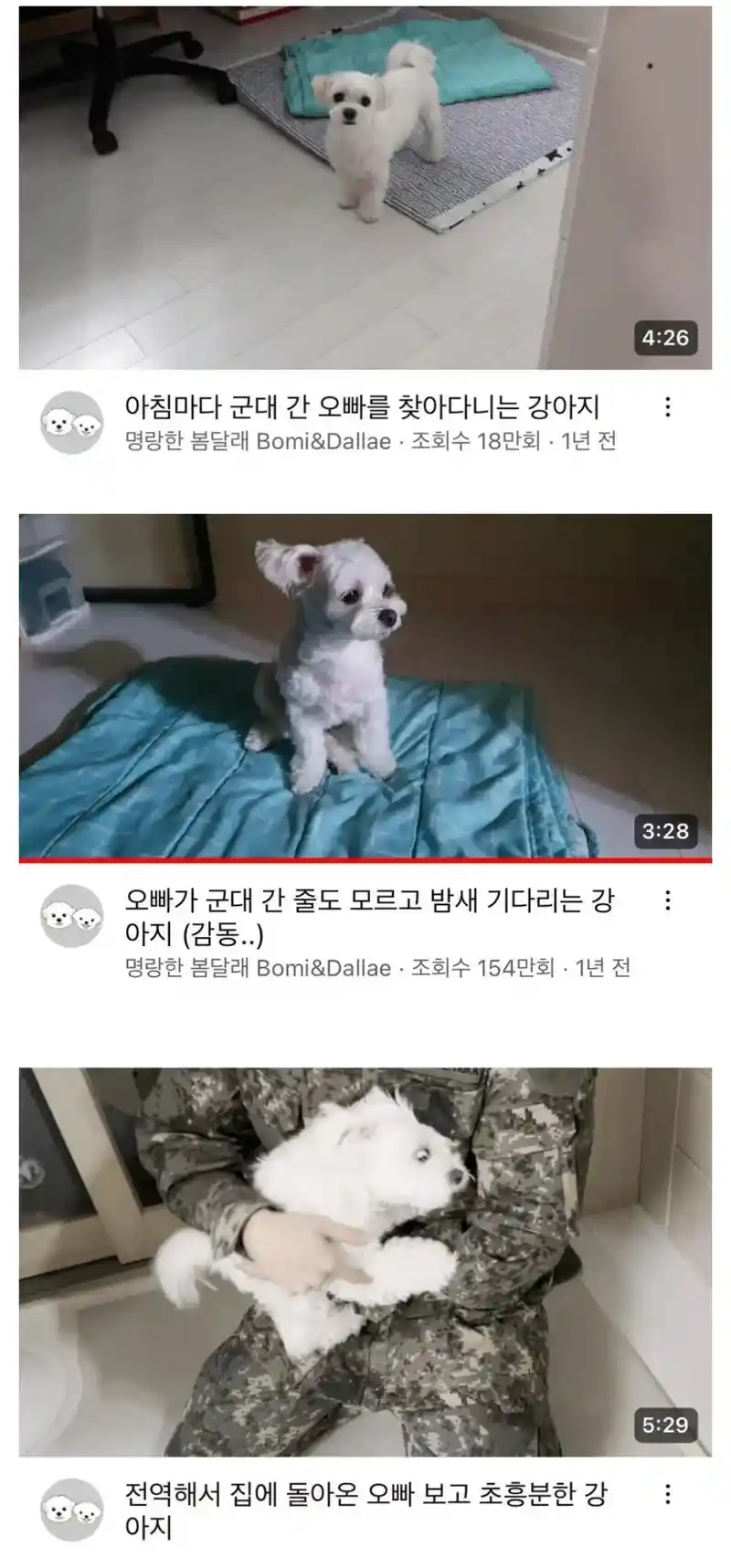 군대 간 오빠를 기다리는 강아지