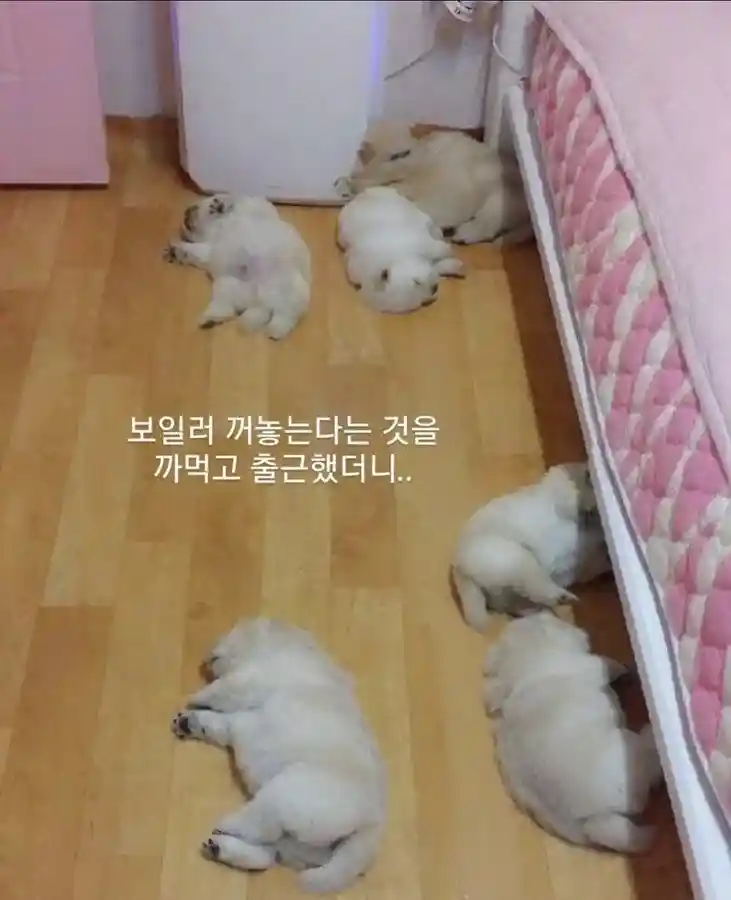 다들 보일러 끄는 거 까먹고 출근해라