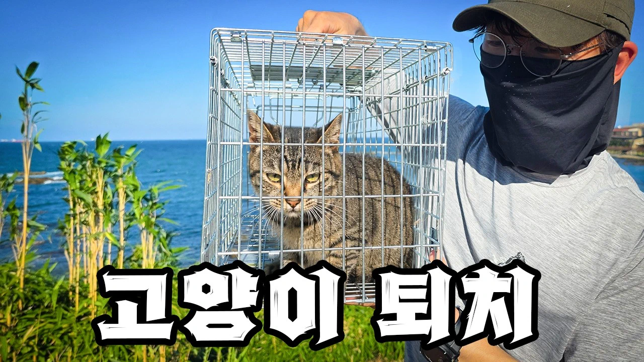 “고양이, 이젠 직접 잡는 수밖에 없습니다”
