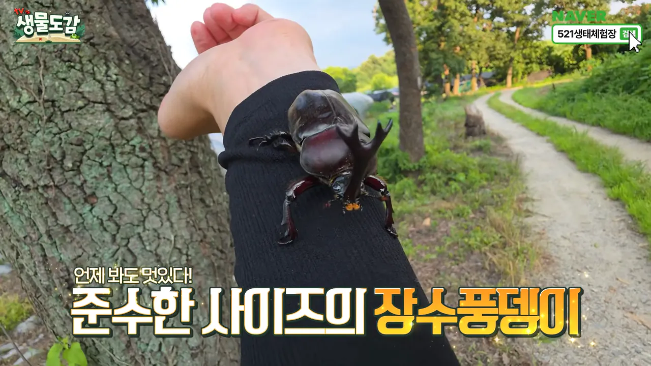 최근 전국적으로 갑자기 대거 출몰하고 있는 곤충