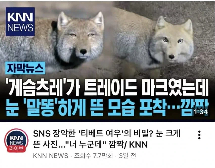 티벳 여우가 눈을 동그랗게 뜬다고?