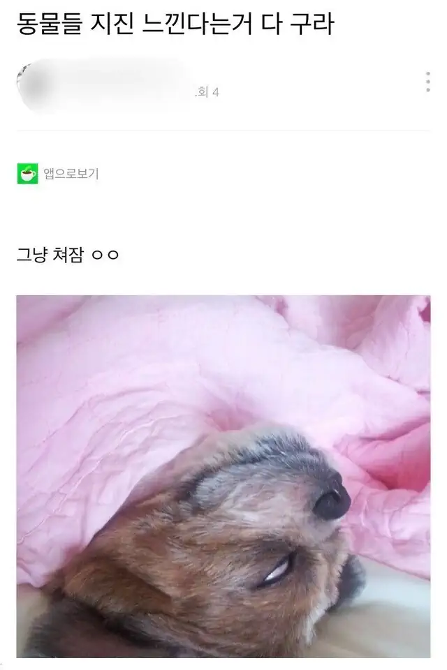 동물들 지진 느낀다는거 다 구라임