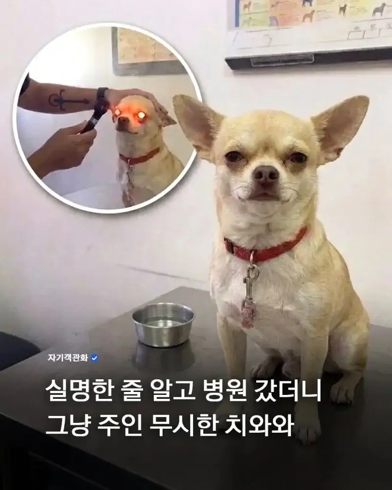 실명인줄 알았던 강아지의 진실