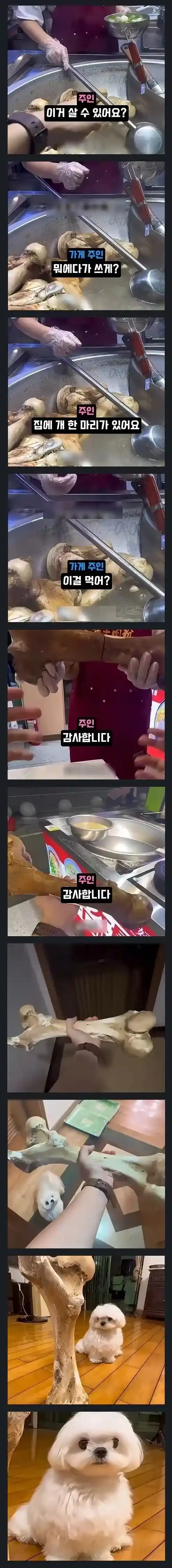 개주려고 소뼈달라는 견주 ㅋㅋㅋ
