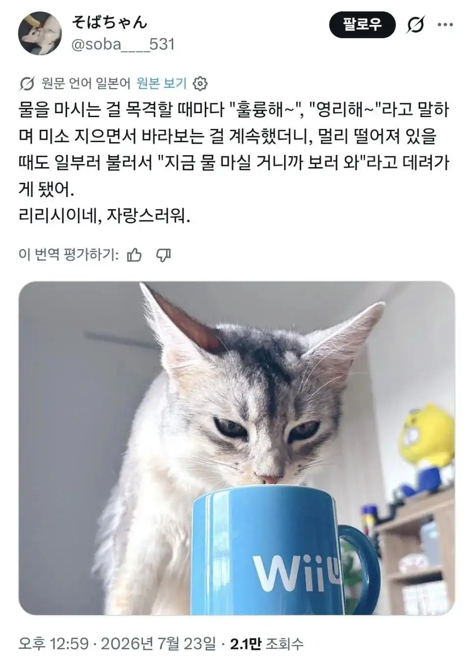 고양이가 물을 마실 때마다 칭찬하면 생기는 일