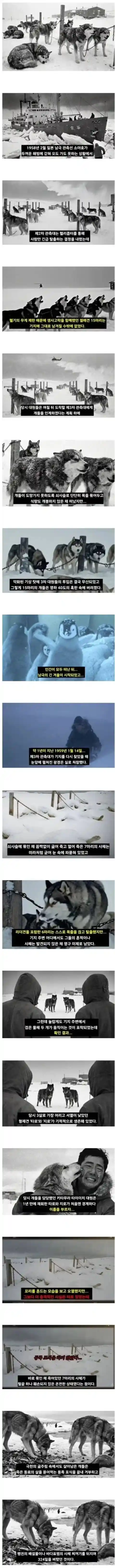 남극에 15마리 개를 버리고 간 일본 관측대.jpg