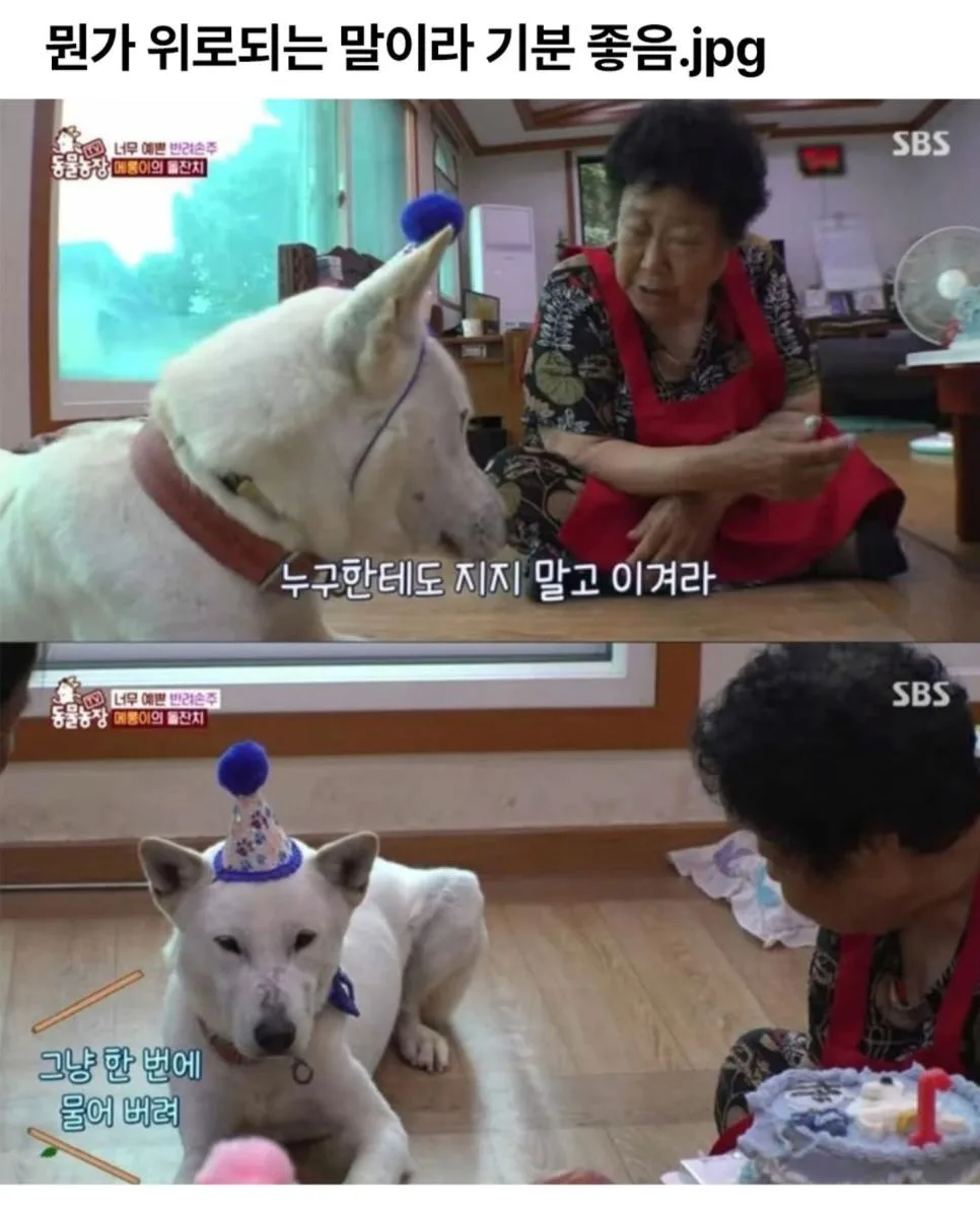강아지에게 현실적인 조언을 해주는 할머니