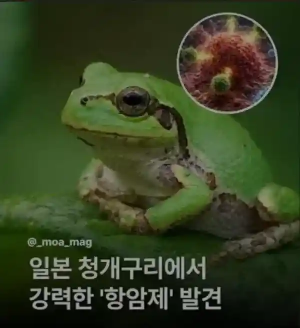 기대되는 항암제