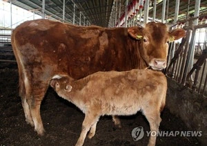 송아지에 먹이 주던 70대 농장주, 어미소에 들이받혀 숨져