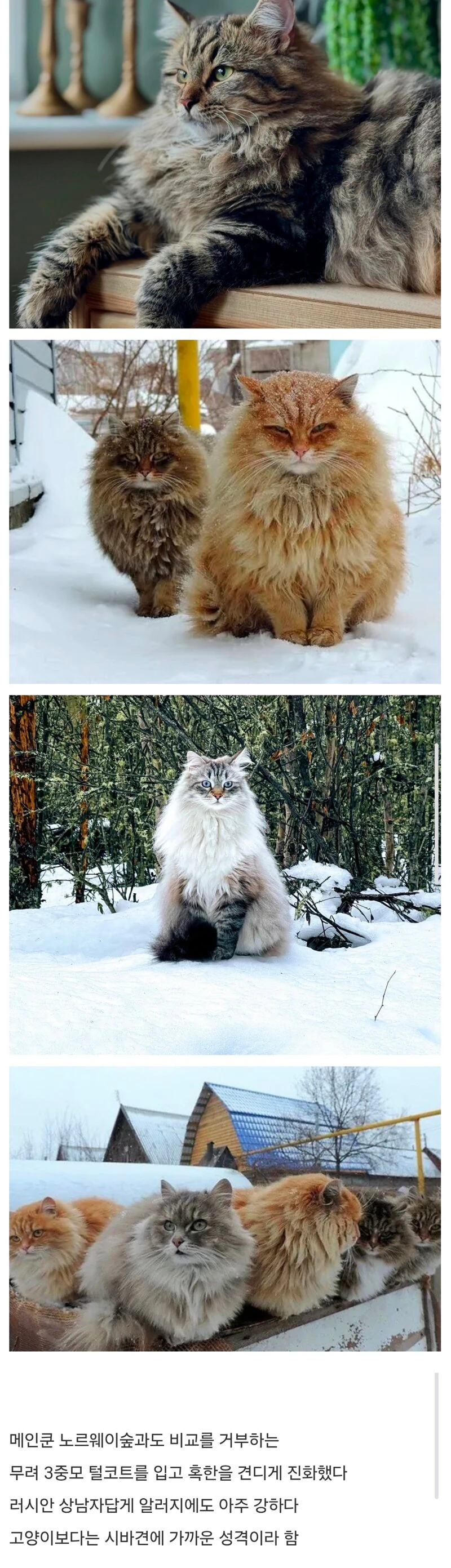 대형 숲고양이계의 최강자 시베리아 고양이