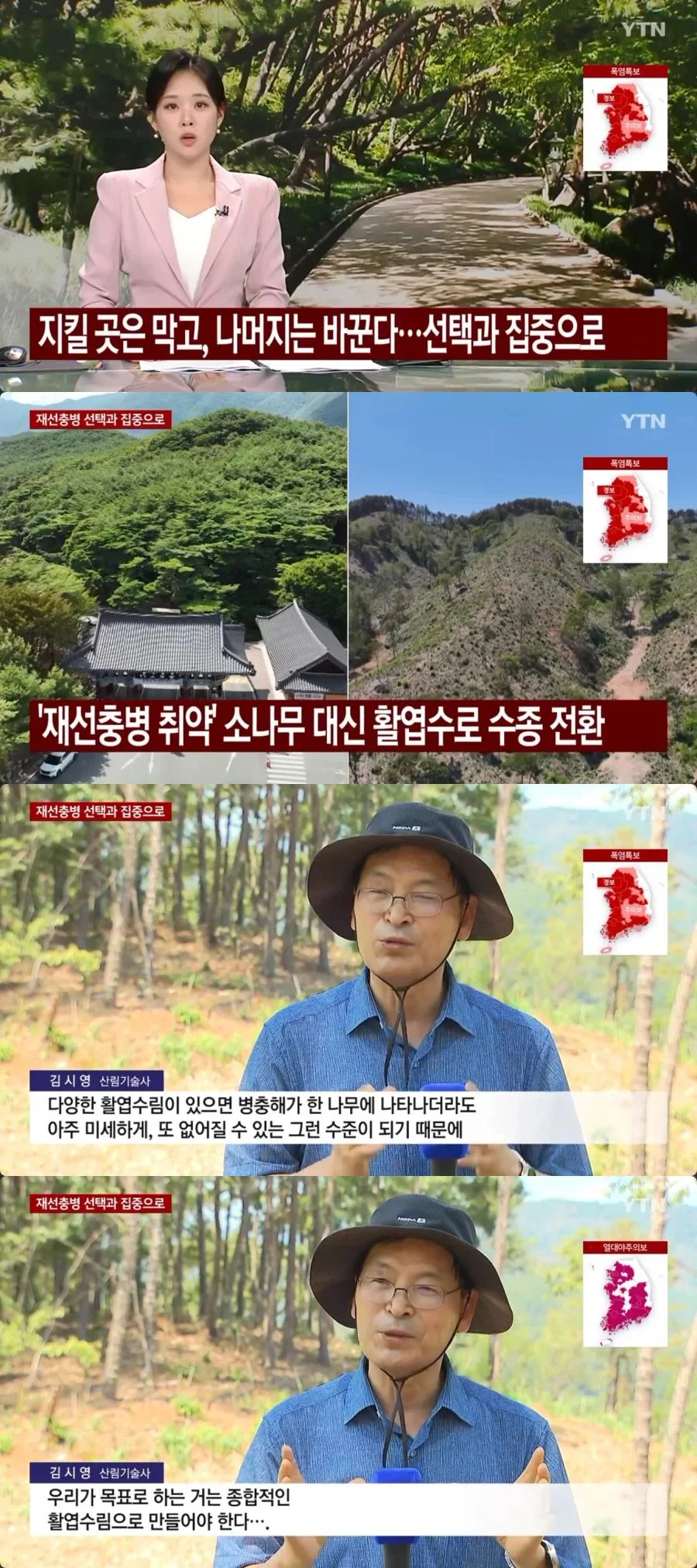 우리나라에 엄청나게 많은 소나무숲 근황